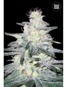 10 UND FEM - LOCOMOTIVE 