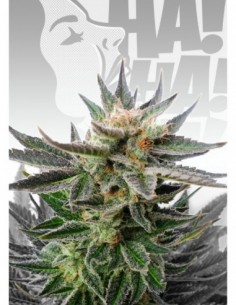 100 UND FEM - SATIVA DREAM 