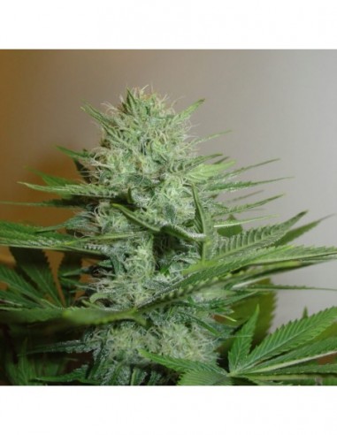 5 UND FEM - LOW RYDER AUTO 