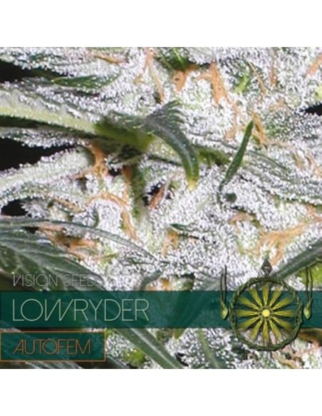 10 UND FEM - LOWRYDER AUTOFLOWERING 