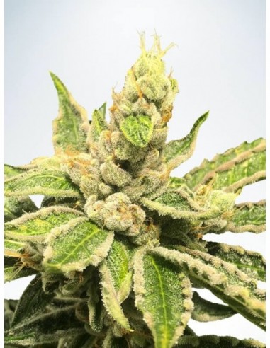 25 UND FEM - MAMACITA'S COOKIES 