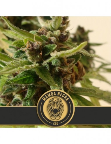 6 UND FEM - MAMBA NEGRA AUTO CBD 