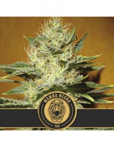 6 UND FEM - MAMBA NEGRA CBD 