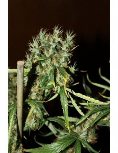5 UND FEM - MANGO HAZE  * CBD CREW SEEDS 5 UND FEMINIZADAS