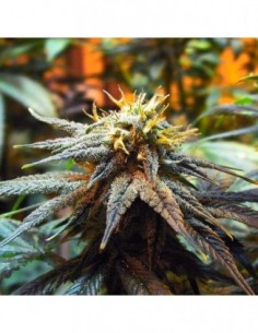 10 UND FEM - MANGO SKUNK * NIRVANA 10 UND FEMINIZADAS