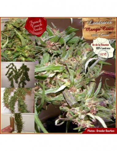 11 UND REG - MANGUI CAROT 