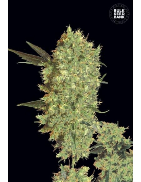 10 UND FEM - MARLEY'S BUD 