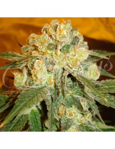 3 UND FEM - MARMALATE (INDICA LINE) 