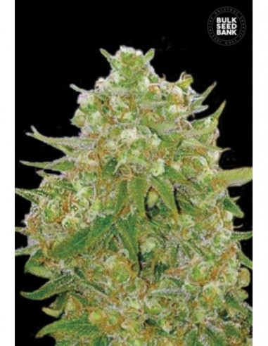 5 UND FEM - MASTER KUSH GRAND 