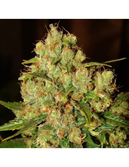 5 UND FEM - MASTER KUSH 