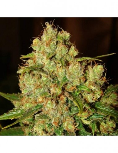 10 UND FEM - MASTER KUSH 