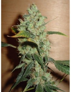 5 UND FEM - MASTERKUSH 