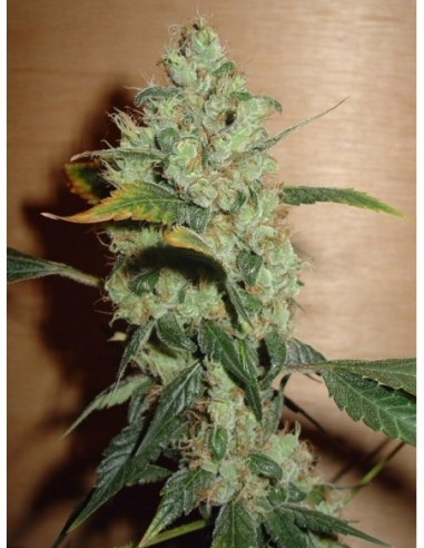 5 UND FEM - MASTERKUSH 