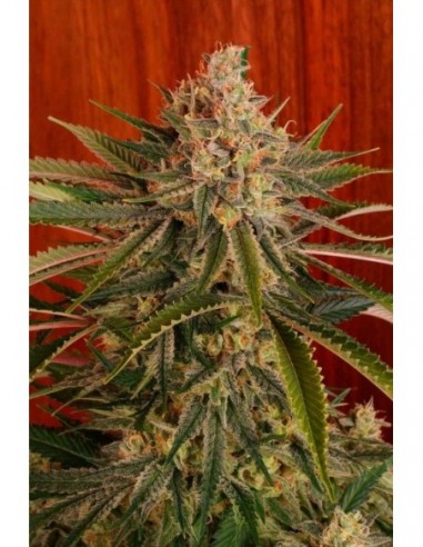 10 UND REG - MATANUSKA TUNDRA 