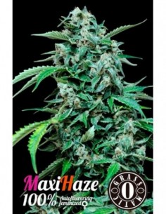 10 UND FEM - MAXI HAZE 