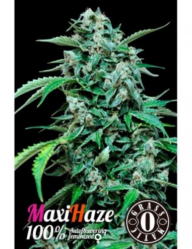 10 UND FEM - MAXI HAZE 