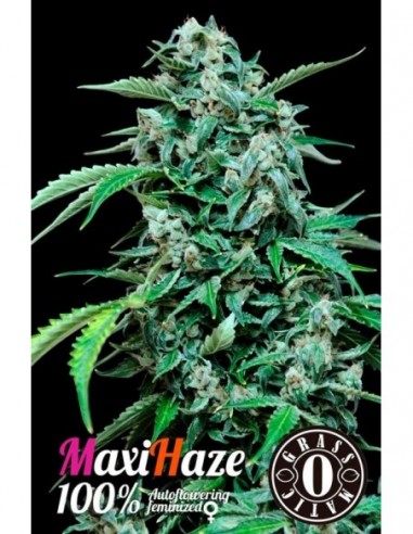 5 UND FEM - MAXI HAZE 