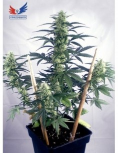 1 UND FEM - MAY DAY AUTO * POSITRONICS 1 UND FEMINIZADA