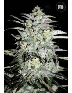 100 UND FEM - MAZAR EXTRA 