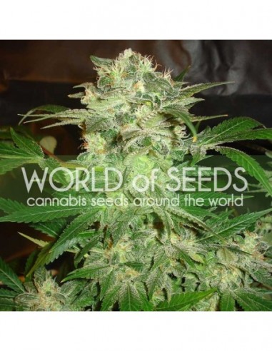 12 UND FEM - MAZAR KUSH (LEGEND COLLECTION) 