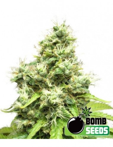 10 UND FEM - MEDI BOMB 1 