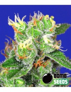 10 UND FEM - MEDI BOMB 2 