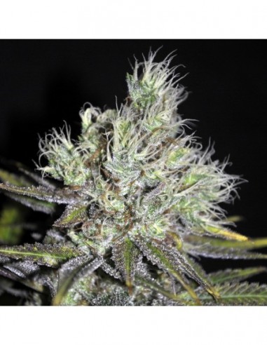 5 UND FEM - MEDI HAZE * CBD CREW SEEDS 5 UND FEMINIZADAS