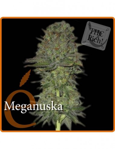 7 UND FEM - MEGANUSKA 