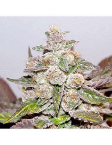 3 UND FEM - MENDOCINO X PURPLE KUSH 