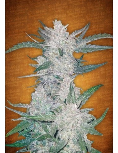 10 UND FEM - MEXICAN AIRLINES 