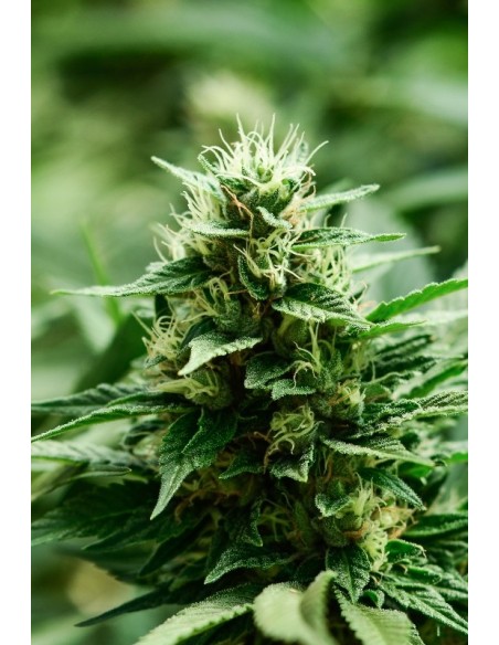 3 UND FEM - MEXICAN CANDY 