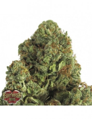 10 UND FEM - MIDNIGHT MASS 