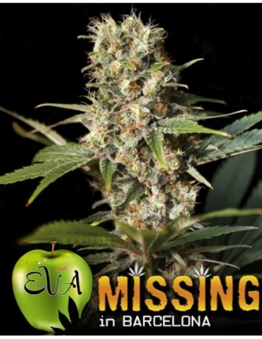 1000 UND FEM - MISSING IN BCN   EVA SEEDS 1000 UND FEMINIZADAS
