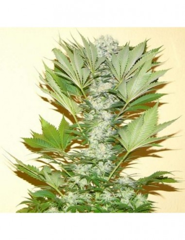 3 UND FEM - MISTY KUSH 