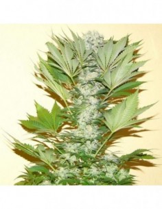 10 UND FEM - MISTY KUSH * NIRVANA 10 UND FEMINIZADAS