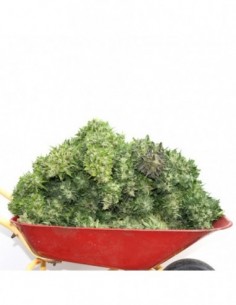 10 UND FEM - MIX AUTO * V ELEMENTUM 10 UND FEMINIZADAS