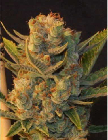 2 UND FEM - MK-ULTRA BUBBLE - T.H. SEEDS 2 UND FEMINIZADAS