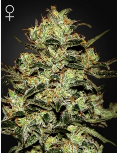 5 UND FEM - MOBY DICK 