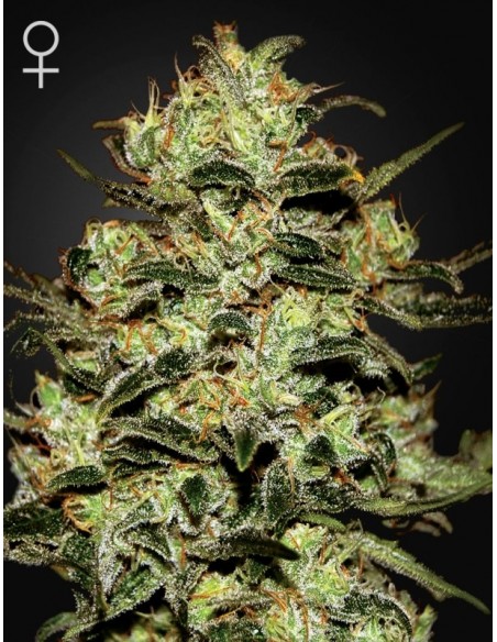 3 UND FEM - MOBY DICK 