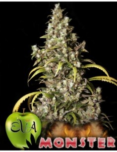 1000 UND FEM - MONSTER   EVA SEEDS 1000 UND FEMINIZADAS