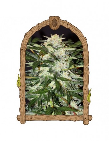 25 UND FEM - MONSTER MASH (AUTOFLOWERING) 
