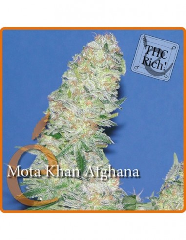 7 UND FEM - MOTA KHAN AFGHANA 