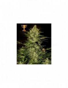 50 UND FEM - MR. AMNESIA MASS 