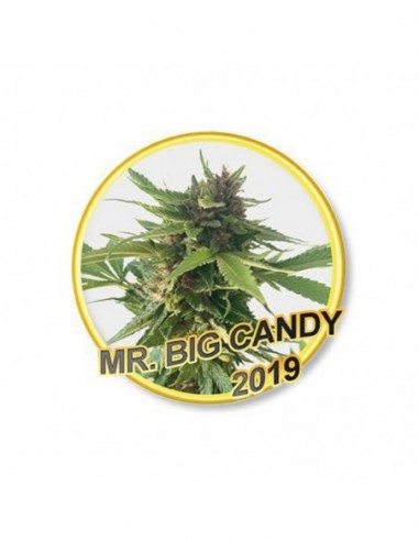 7 UND REG - MR BIG CANDY USA STRAINS  MR. HIDE SEEDS 7 UND REG