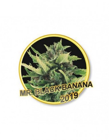 7 UND REG - MR. BLACK BANANA  MR. HIDE SEEDS 7 UND REG