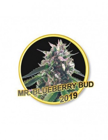 7 UND REG - MR. BLUEBERRY BUD 