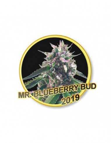 100 UND FEM - MR. BLUEBERRY BUD 