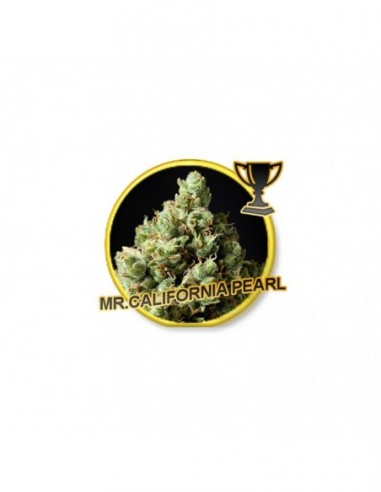 50 UND FEM - MR. CALIFORNIA PEARL 