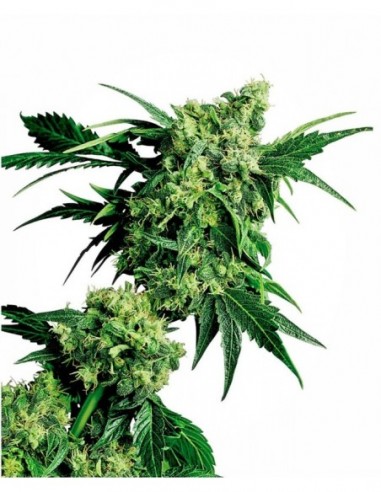 10 UND REG - MR. NICE G13 X HASH PLANT ® 