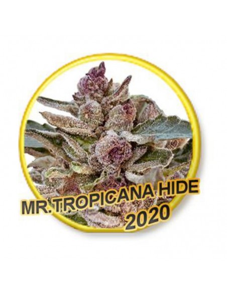 1 UND FEM - MR. TROPICANA HIDE (USA STRAINS) 